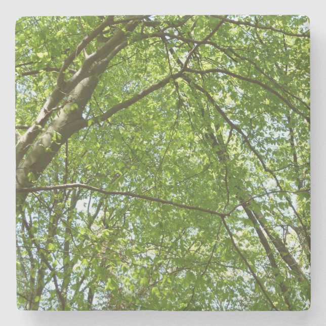 "Canopy of Spring Blätter Green Nature Scene Steinuntersetzer (Vorderseite)