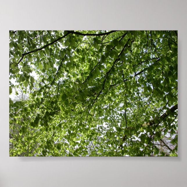 Canopy Poster (Vorne)