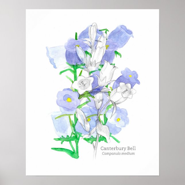 Canterbury Bells Sprache der Viktorianischen Blume Poster (Vorne)