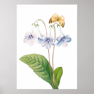 "Canterbury von Pierre-Joseph Redouté Poster