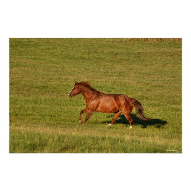 Cantering Sorrel Mare & Ranch Pasta Equine Foto Poster (Vorderseite)