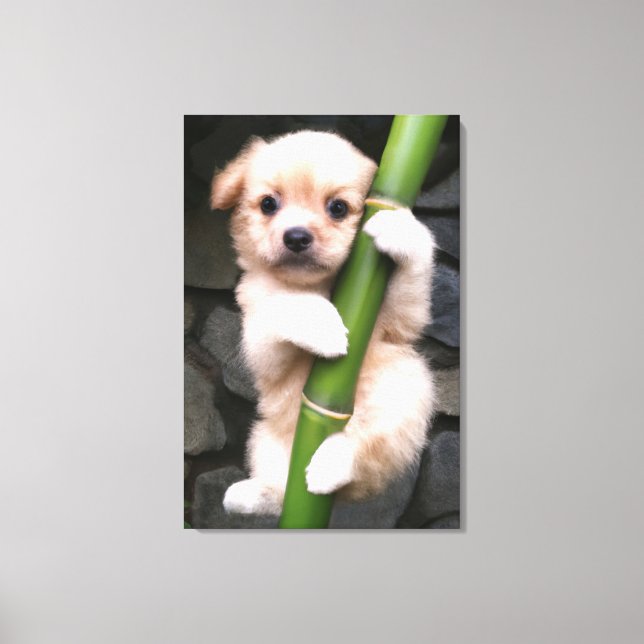 Canvas Cute Puppy Gaejook 개죽이  Leinwanddruck (Vorderseite)