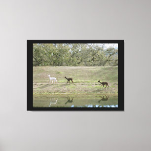 Canvas print - Alpacas auf dem Hügel Leinwanddruck