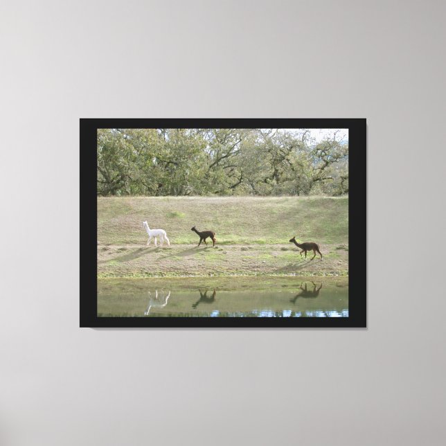 Canvas print - Alpacas auf dem Hügel Leinwanddruck (Vorderseite)
