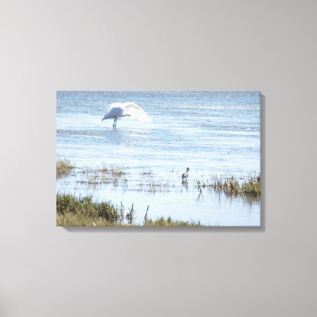 Canvas Print - Egret Preening Leinwanddruck (Vorderseite)