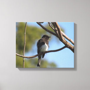 Canvas print - flycatcher in tree leinwanddruck