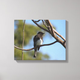 Canvas print - flycatcher in tree leinwanddruck