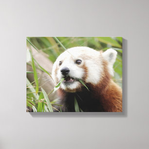 Canvas Print Foto rote Panda , Tiere 0172. Leinwanddruck