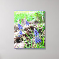 Canvas Print - Grape Hyacynth