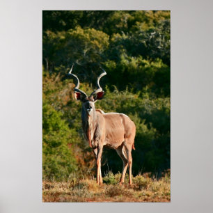 Canvas-Print in East Cape Kudu Poster