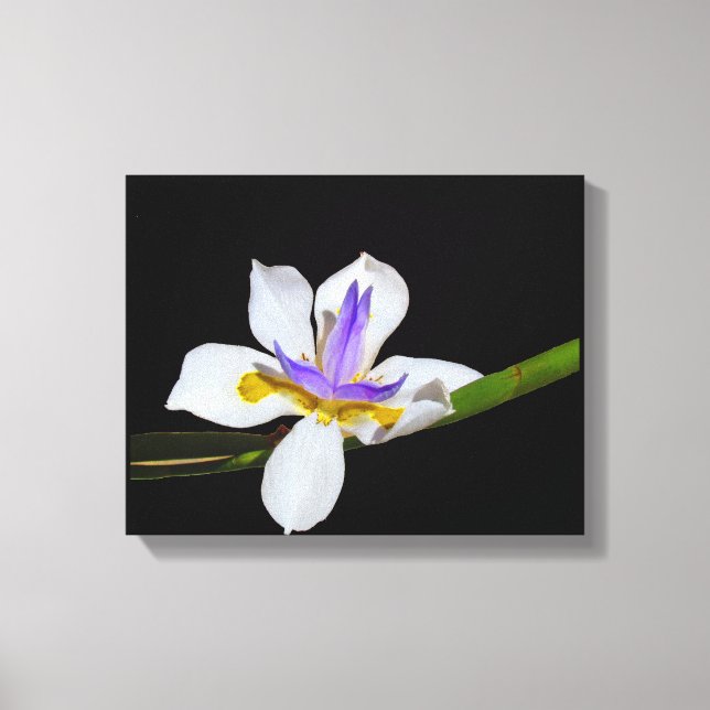 Canvas Print - Iris - Liege von zwei Wochen Leinwanddruck (Vorderseite)