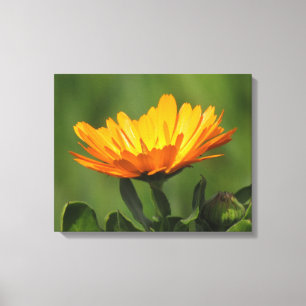 Canvas print - Kalendula blühen Leinwanddruck