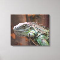Canvas Print mit farbiger Iguana-Eidechse