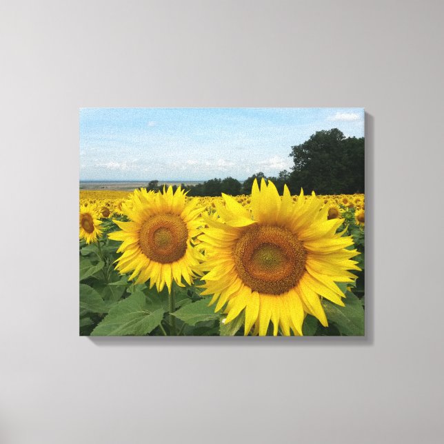 Canvas Print mit Sonnenblumen Leinwanddruck (Vorderseite)