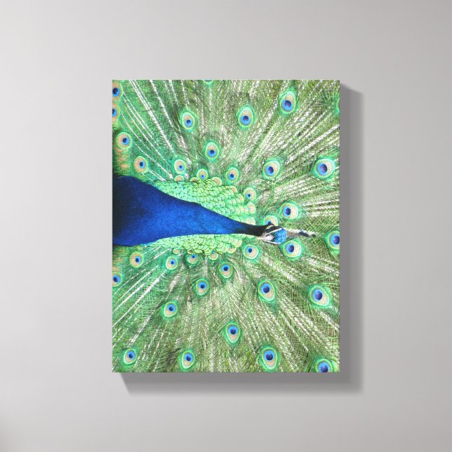 Canvas print - Pfau mit feingefangenem Schwanz Leinwanddruck (Vorderseite)