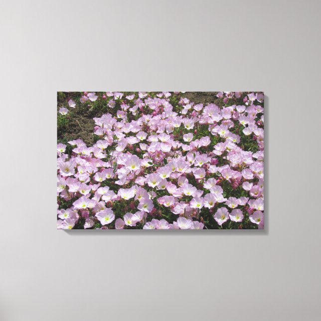 Canvas Print - Primrose Blüten Leinwanddruck (Vorderseite)