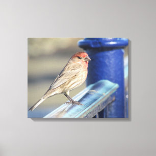 Canvas Print - Roter Sparrow auf blauem Zaun Leinwanddruck