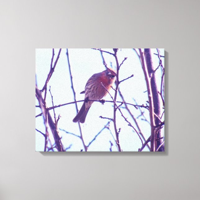 Canvas Print - Roter Sparrow in Tree Leinwanddruck (Vorderseite)