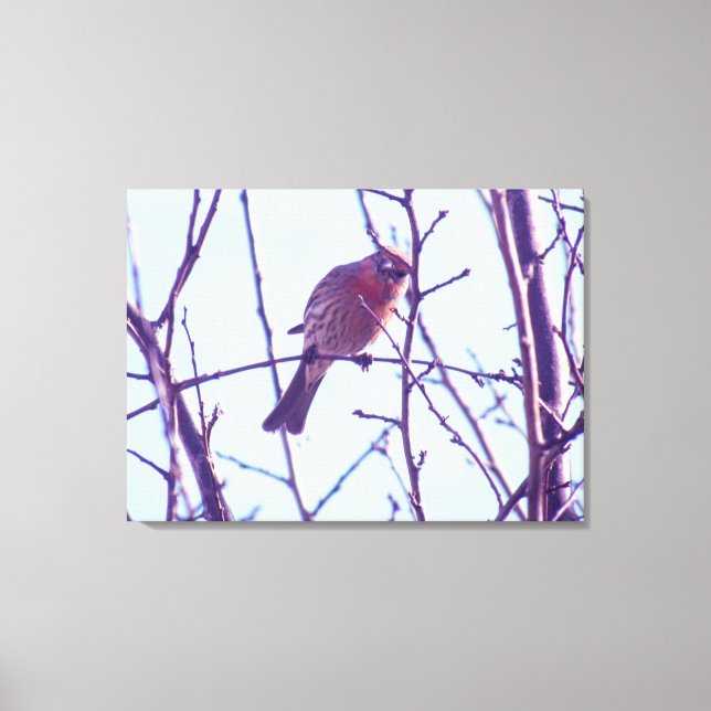 Canvas Print - Roter Sparrow in Tree Leinwanddruck (Vorderseite)