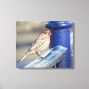 Canvas print - Sparrow auf blauem Zaun Leinwanddruck