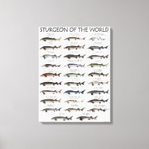 CANVAS PRINT - STURGEON OF THE WORLD