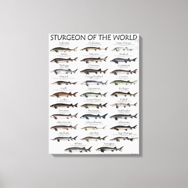 CANVAS PRINT - STURGEON OF THE WORLD LEINWANDDRUCK (Vorderseite)