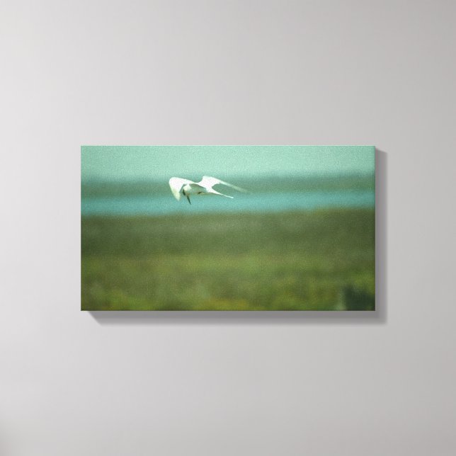 Canvas Print - Tern in Flight (v.2) Leinwanddruck (Vorderseite)