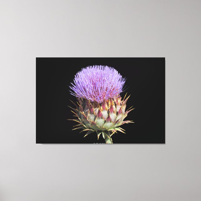 Canvas Print - Thistle Leinwanddruck (Vorderseite)