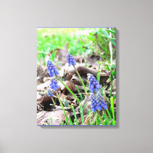 Canvas Print - Traubenzucker Leinwanddruck