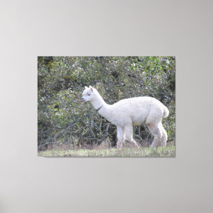Canvas print - Weißes Alpaca Leinwanddruck