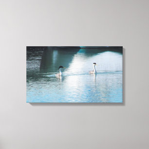 Canvas Print - Western Grebe in Harbour Leinwanddruck