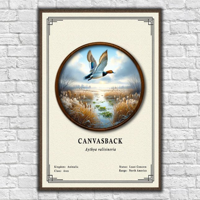 Canvasback-Zoologie-Serie Poster (Von Creator hochgeladen)