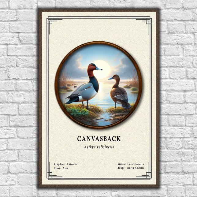 Canvasback-Zoologie-Serie Poster (Von Creator hochgeladen)