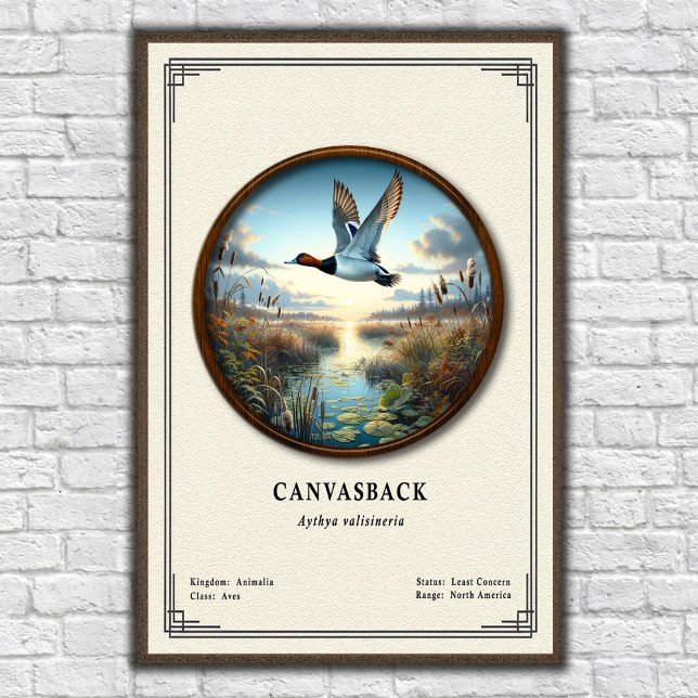 Canvasback-Zoologie-Serie-Poster Poster (Von Creator hochgeladen)
