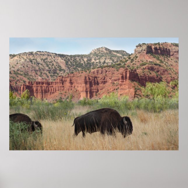 Canyon Buffalo Art Poster -60x40 -andere Größen au (Vorne)
