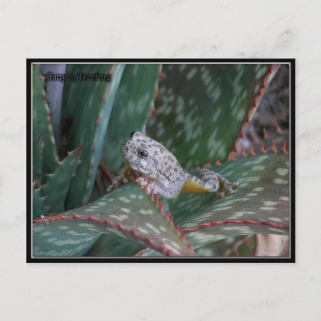 Canyon Tree Frog Postkarte (Vorderseite)