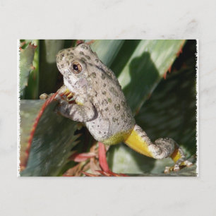 CANYON TREEFROG POSTKARTE