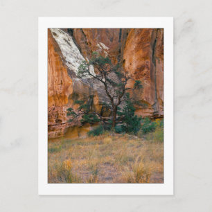 "Canyon View With Tree" Postkarte