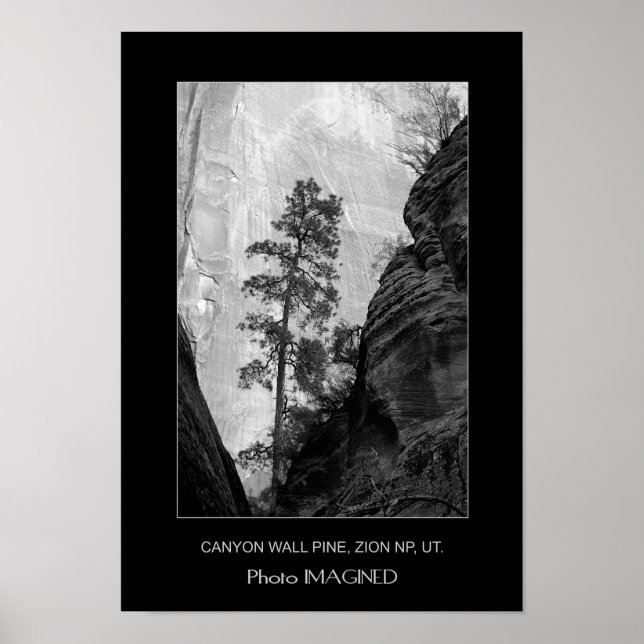 CANYON WALL PINE, ZION NP, ABER. POSTER (Vorne)