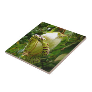 Capanea Grandiflora Fliese