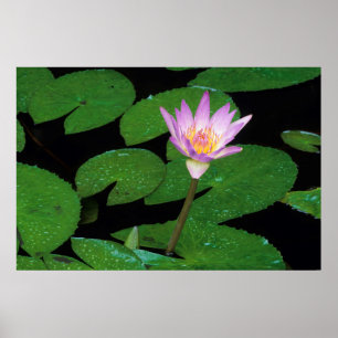 Cape Blue Water Lily (Nymphaea Capensis) Poster