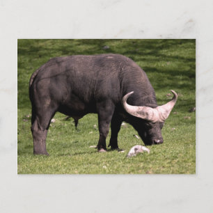 Cape Buffalo Eating Postkarte