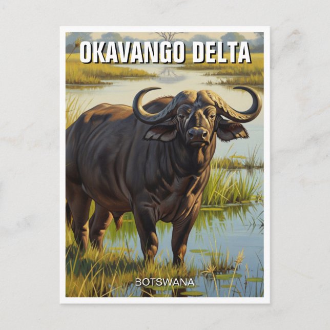 Cape Buffalo im Okavango Delta Botswana Postkarte (Vorderseite)