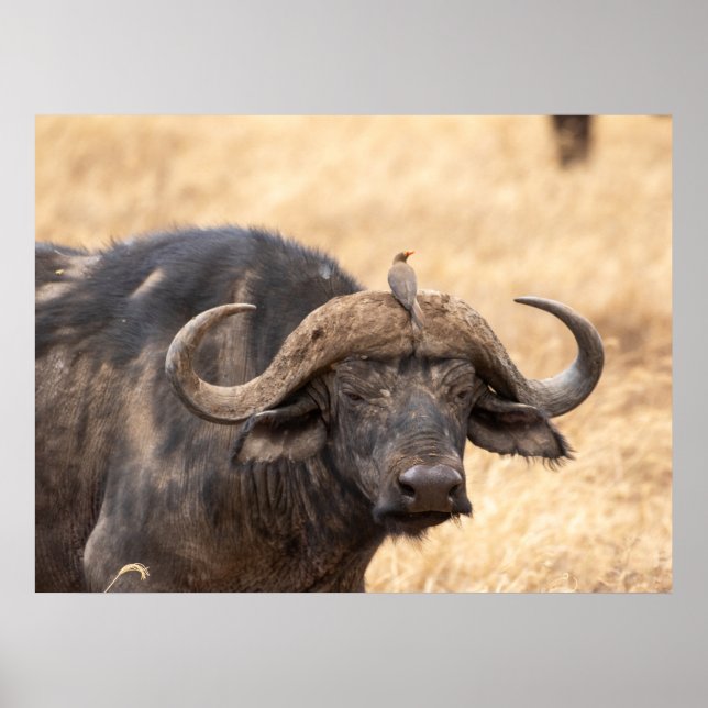 Cape Buffalo mit Egret - Maasai Mara Safari Poste Poster (Vorne)