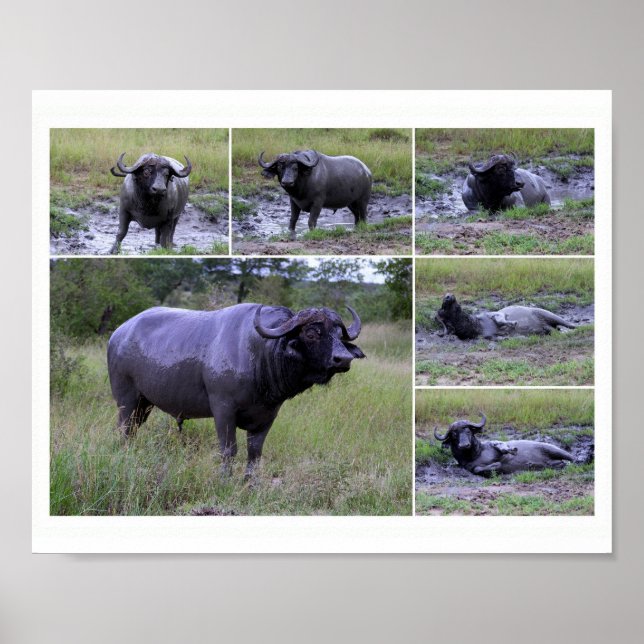 Cape Buffalo Mud Bath 10 by 8 Poster (Vorne)