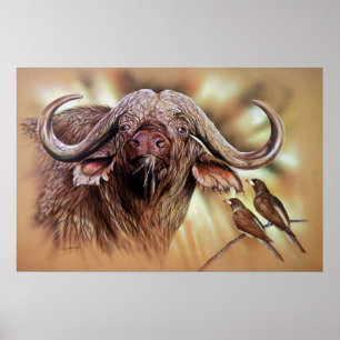 Cape Buffalo & Oxpeckers Poster