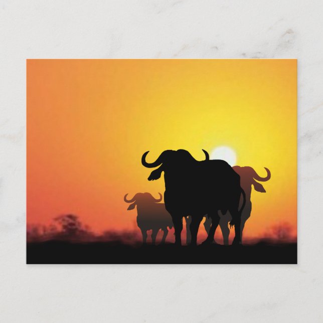 Cape Buffalo Postkarte (Vorderseite)