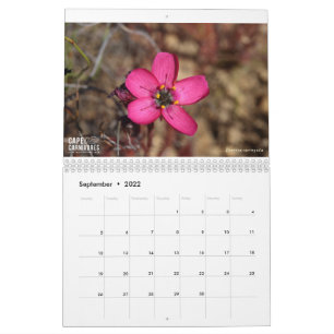 Cape Carnivores Kalender 2022