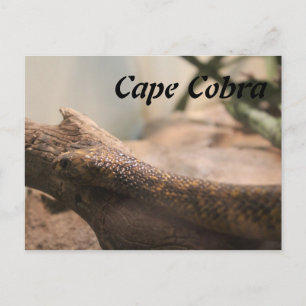 Cape Cobra Postkarte