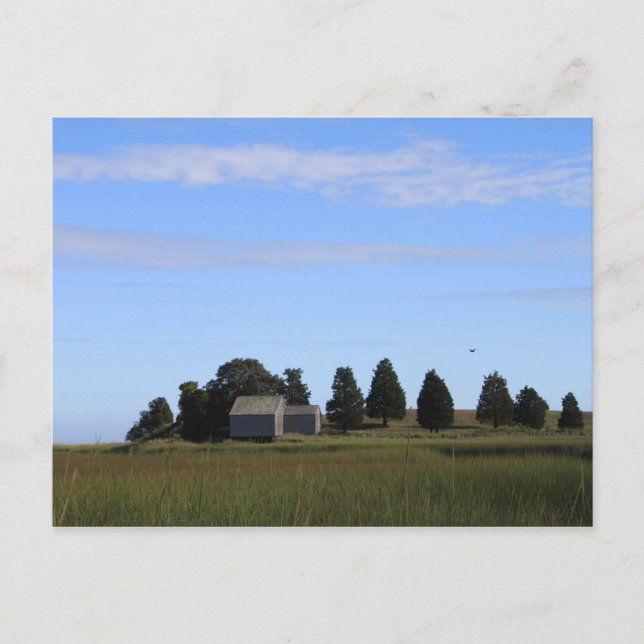 Cape Cod Salt Marsh Postkarte (Vorderseite)